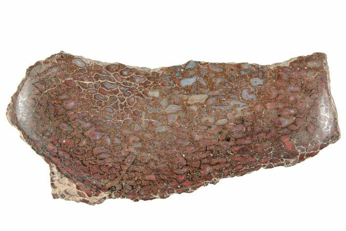 Polished Dinosaur Bone (Gembone) Slice - Utah #240724